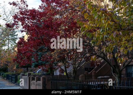 Automne avec différentes couleurs d'arbres sur les verges de grès brun dans le quartier de Brooklyn, NY. Belle automne avec des feuilles qui se transforment en rouge et jaune Banque D'Images