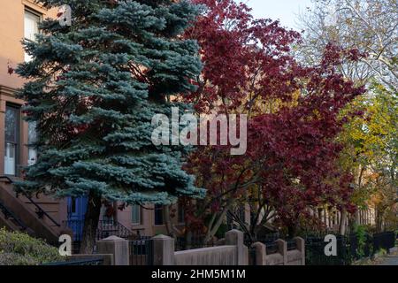 Automne avec différentes couleurs d'arbres sur les verges de grès brun dans le quartier de Brooklyn, NY. Belle automne avec des feuilles qui se transforment en rouge et jaune Banque D'Images