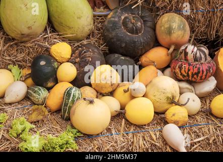 Une collection de citrouilles colorées de différentes formes et tailles Banque D'Images