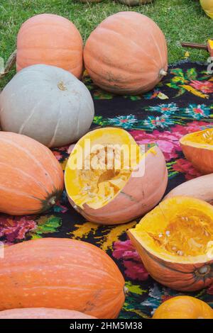 Une collection de citrouilles colorées de différentes formes et tailles Banque D'Images