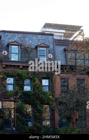 Immeuble d'appartements en brique rouge, mur de grès brun recouvert de lierre verte à Brooklyn, NY Banque D'Images