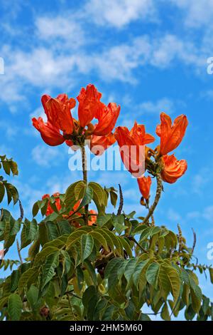 Fleurs de tulipes africaines (Spathodea campanulata), Belo Horizonte, Brésil Banque D'Images