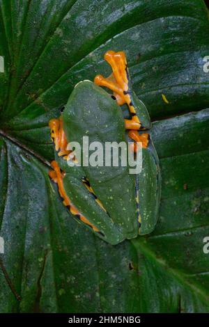 Splendide grenouille des feuilles (Cruziohyla sylviae) dans la forêt tropicale des plaines.Station biologique de la Selva, Sarapiquí, basses terres des Caraïbes, Costa Rica. Banque D'Images