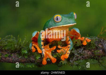 Splendide grenouille des feuilles (Cruziohyla sylviae) dans la forêt tropicale des plaines.Station biologique de la Selva, Sarapiquí, basses terres des Caraïbes, Costa Rica. Banque D'Images