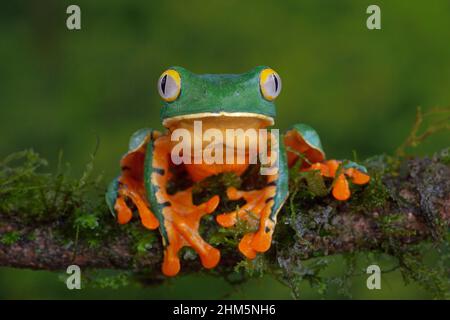 Splendide grenouille des feuilles (Cruziohyla sylviae) dans la forêt tropicale des plaines.Station biologique de la Selva, Sarapiquí, basses terres des Caraïbes, Costa Rica. Banque D'Images