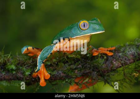 Splendide grenouille des feuilles (Cruziohyla sylviae) dans la forêt tropicale des plaines.Station biologique de la Selva, Sarapiquí, basses terres des Caraïbes, Costa Rica. Banque D'Images