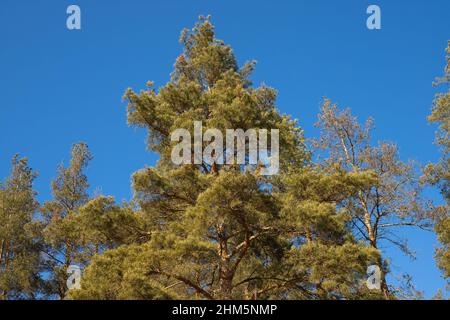 Photo de dessous d'une haute couronne d'arbre dans la nature en plein air croissant par jour ensoleillé sur fond bleu ciel. Banque D'Images