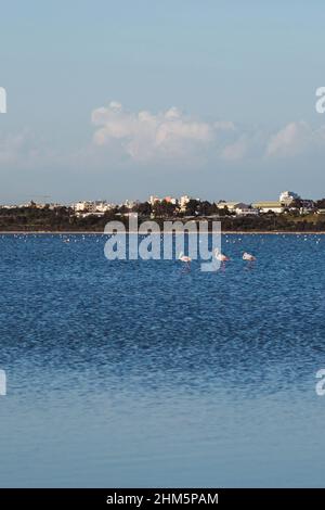 Troupeau d'oiseaux rose flamant marchant sur le lac bleu de sel de Chypre dans la ville de Larnaca en hiver Banque D'Images