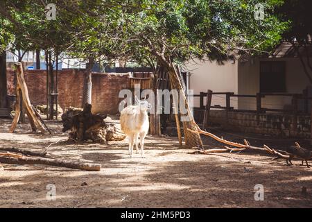 Lama blanche et brune dans le petit zoo de Limassol, Chypre Banque D'Images