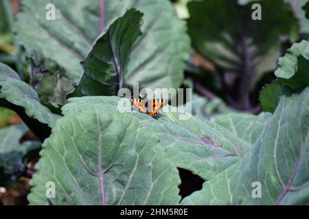 Un papillon se trouve sur la feuille d'une plante de chou rouge Banque D'Images