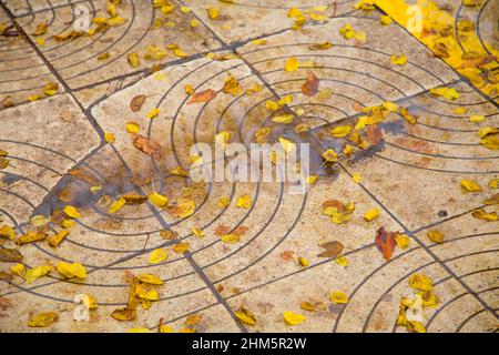 Un gros plan de feuilles de bouleau jaune est tombé sur une chaussée mouillée après une pluie d'automne Banque D'Images