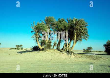 Belle vue sur la plage d'Umm Bab AU QATAR Banque D'Images