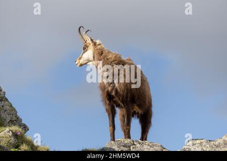 Chamois sur un fond de ciel. Montagnes Tatra. Banque D'Images