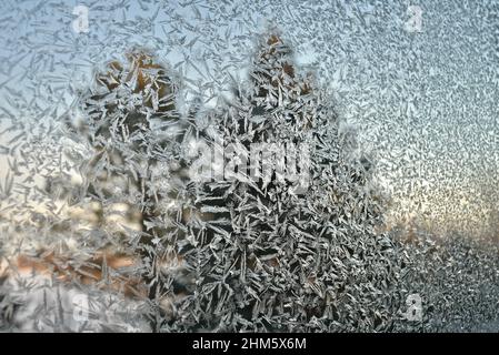 Glace froid cristaux de gel motif sur la fenêtre de verre de la maison dans la campagne, avec des arbres de pin à feuilles persistantes dehors pendant le coucher du soleil, Browntown, Wisconsin, États-Unis. Banque D'Images
