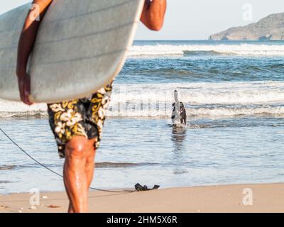 Chien noir qui froille dans le surf Banque D'Images