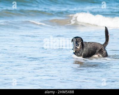 Chien noir qui froille dans le surf Banque D'Images