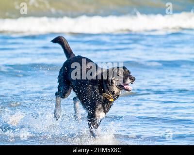 Chien noir qui froille dans le surf Banque D'Images