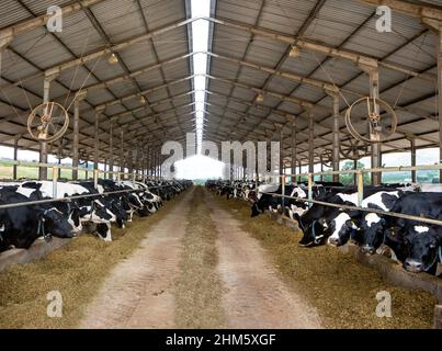 Vaches laitières mangeant du foin dans un abri de vache moderne dans une ferme de bétail de vache Holstein. Concept de l'agriculture, du bien-être des animaux, de l'industrie laitière, de l'alimentation, de l'élevage de bétail. Banque D'Images
