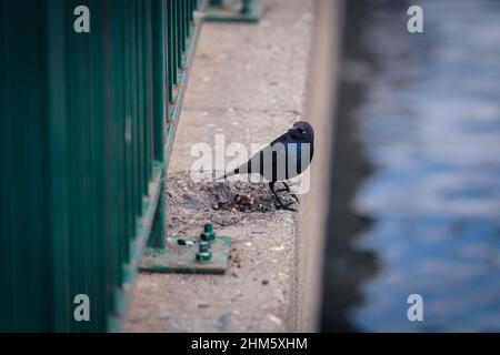 Gros plan du blackbird du brasseur debout devant la clôture, au bord de l'eau Banque D'Images