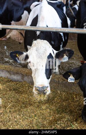 Belle vache laitière mangeant du foin dans un abri de vache moderne dans la ferme de bétail de vache Holstein. Concept de l'agriculture, du bien-être des animaux, de l'industrie laitière, de l'alimentation, du bétail . Banque D'Images