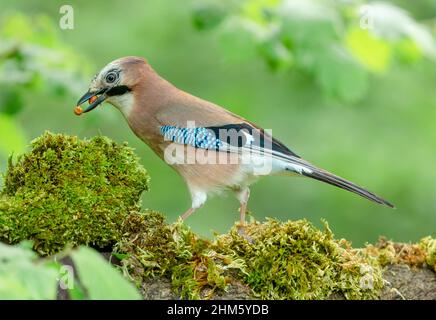 Gros plan d'un geai européen, Nom scientifique : garrulus Glandarius, faisant face à gauche dans un habitat naturel boisé avec bec rempli de deux arachides. Nettoyer l'ba Banque D'Images