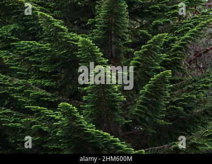 Branches de sapin argenté du Pacifique (Abies amabilis) avec aiguilles vertes Banque D'Images