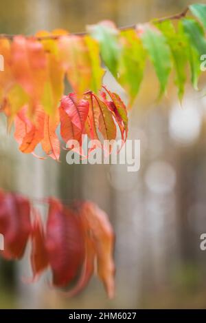 Feuilles de cerisier d'arbre (Prunus pensylvanica) aux couleurs automnales. Banque D'Images