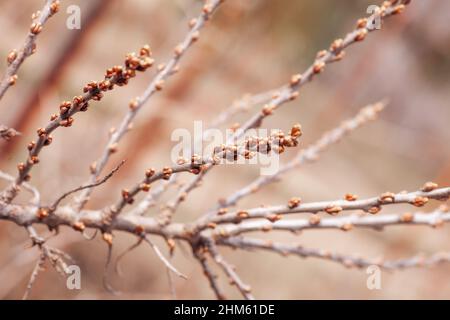 Branche de pommier avec jeunes bourgeons roses non ouverts avec fond flou. Beauté de la nature. Début d'une incroyable saison de floraison. Il est temps pour les amoureux de la nature Banque D'Images