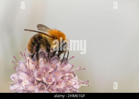 Un bourdon (Bombus pascuorum) s'arrête pour se nourrir d'une fleur de menthe d'eau dans un fland du Cambridgshire à Wincken Banque D'Images