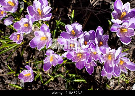 Crocus violet et blanc dans le jardin du début du printemps. Atmosphère de printemps. Jardin fleuri. Sunny day.Close-up florissant crocus Ruby Giant sur naturel Banque D'Images
