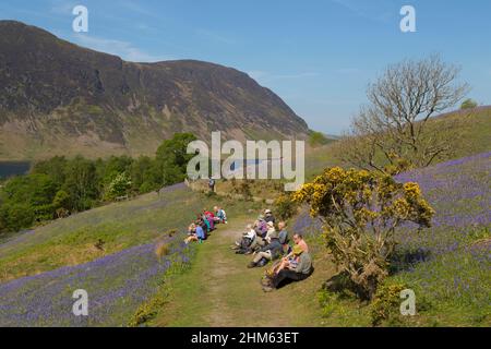 Rannerdale Bluebells Lake District Banque D'Images