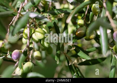 Branche d'olivier. Détail de la branche d'olive. Gros plan de l'olivier avec des olives. Gros plan d'un olivier. Banque D'Images