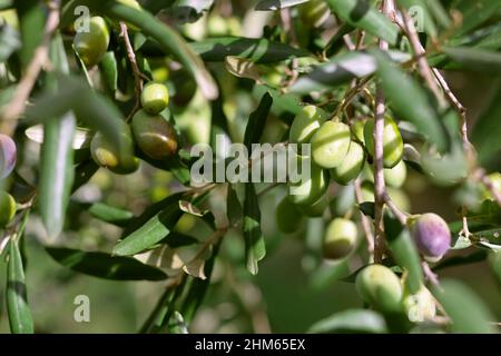 Branche d'olivier. Détail de la branche d'olive. Gros plan de l'olivier avec des olives. Gros plan d'un olivier. Banque D'Images