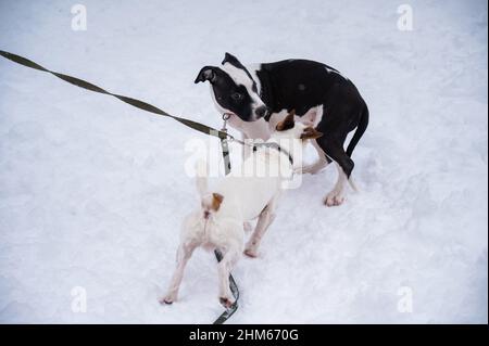 Les chiens Jack russell terrier et le jeune Bull-terrier de fosse se sniff lors d'une promenade en hiver. Banque D'Images
