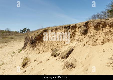 Dune de sable côtière érodée avec beaucoup de terriers d'abeilles solitaires, y compris l'abeille minière ancienne/vernale (Colletes cunicularius), Merthyr Mawr NNR, pays de Galles. Banque D'Images