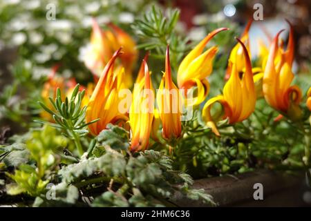 Fleur flash or Lotus. Lotus maculatus poussant dans un pot sur un patio dans le sud de la Californie Banque D'Images