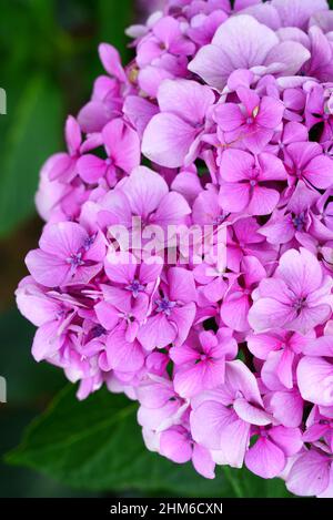 Vue sur les têtes géantes roses et bleues des fleurs d'hortensia Banque D'Images