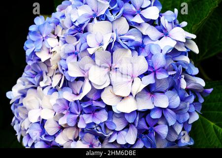 Vue sur les têtes géantes roses et bleues des fleurs d'hortensia Banque D'Images