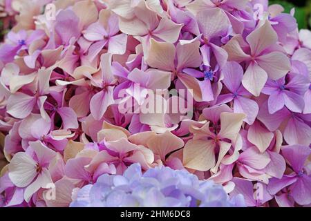 Vue sur les têtes géantes roses et bleues des fleurs d'hortensia Banque D'Images