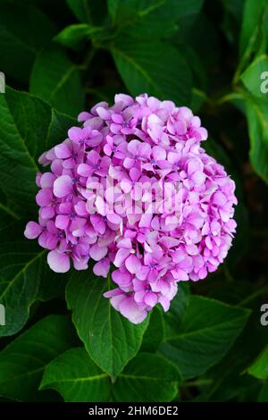 Vue sur les têtes géantes roses et bleues des fleurs d'hortensia Banque D'Images