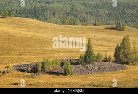 Plusieurs grands pins poussent d'un ancien site de sépulture en pierre sur une colline entourée de montagnes d'automne. Monticules funéraires Pyzaryk, Altai, si Banque D'Images