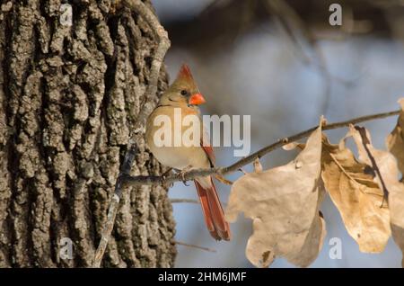Cardinal rouge, Cardinalis cardinalis, femme Banque D'Images