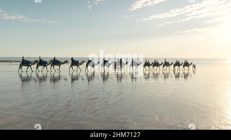 les touristes se sont mis en route sur une promenade à dos de chameau au coucher du soleil le long de la plage de câble à broome Banque D'Images
