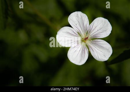 Gros plan d'une seule fleur du géranium d'un Richardson (Geranium richardsonii), également connu sous le nom de cranesbill, de stok ou de géranium blanc Banque D'Images