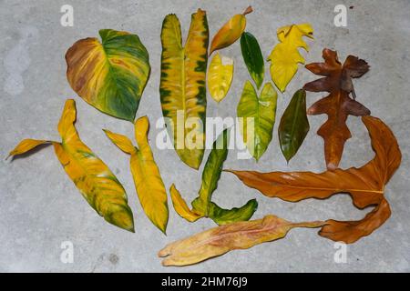 Les feuilles jaunissantes de Philodendrons et d'Anthuriums sur le sol en raison de la surfertilisation Banque D'Images