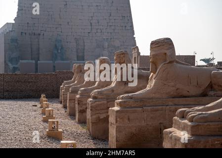 Avenue de Sphinxes à côté du temple de Louxor (Louxor, Egypte). Banque D'Images