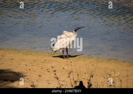 Un grand ibis Threskiornis aethiopicus sacré gracieux est en prédevant ses plumes mudlées dans le lac peu profond de Dalyelup, en Australie occidentale . Banque D'Images