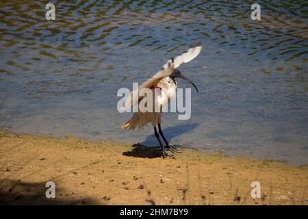 Un grand ibis Threskiornis aethiopicus sacré gracieux est en prédevant ses plumes mudlées dans le lac peu profond de Dalyelup, en Australie occidentale . Banque D'Images