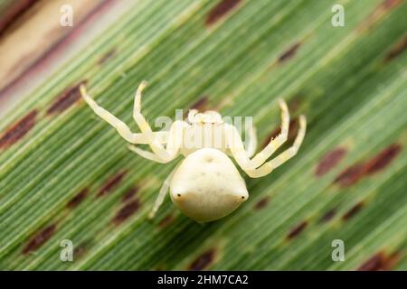 Araignée dorsale de crabe des fleurs, Thomisus onustus, Satara, Maharashtra, Inde Banque D'Images