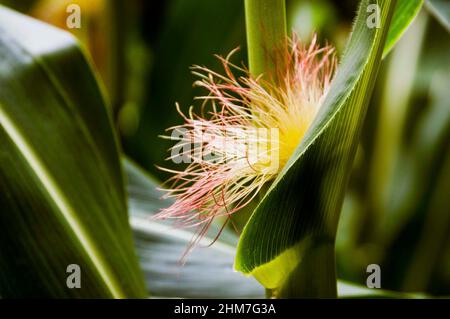 La fleur mâle de la plante de maïs est connue sous le nom de pompon de maïs. Banque D'Images